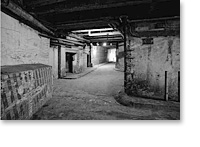Das Tier von Lascaux